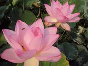 ނ炳񂳂̍PnΕ̘@̉Ԃ̓eʐ^5