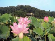 ނ炳񂳂̍PnΕ̘@̉Ԃ̓eʐ^6