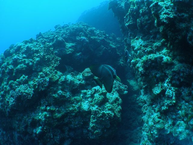 �i�����E�`���E�`���E�I������܂����B_Sea Monk