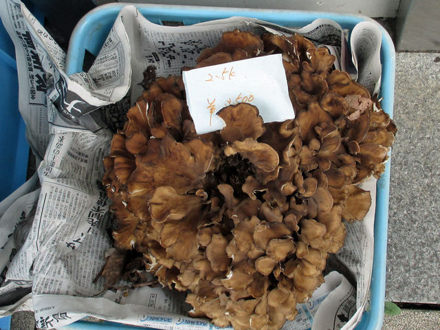 ���̉w���v��������