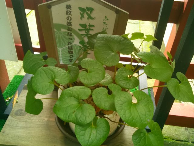 ���̌��̌��ɂȂ����o�t�B���߂Č��܂����B_�v�\�R���Ƌ{