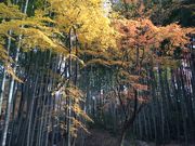 ݁[ނ񂳂̊}ԓpق̓eʐ^1