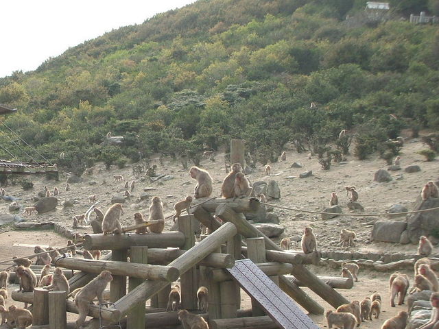 ���ɂ����̍�_���������q�k���R�������@�����̍�