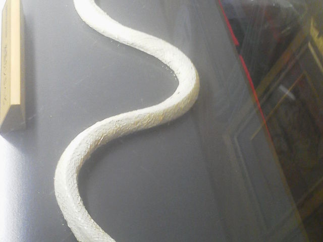 �傫�����w�r�̔���_���Ái�V�_�j���֎�����