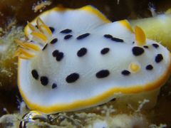 ���[����̈ɓ������_�C�r���O�X�N�[�� ���g�����b�c�ւ̓��e�ʐ^1