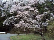 ނ炳񂳂̍X̋\Ȃ̓eʐ^5