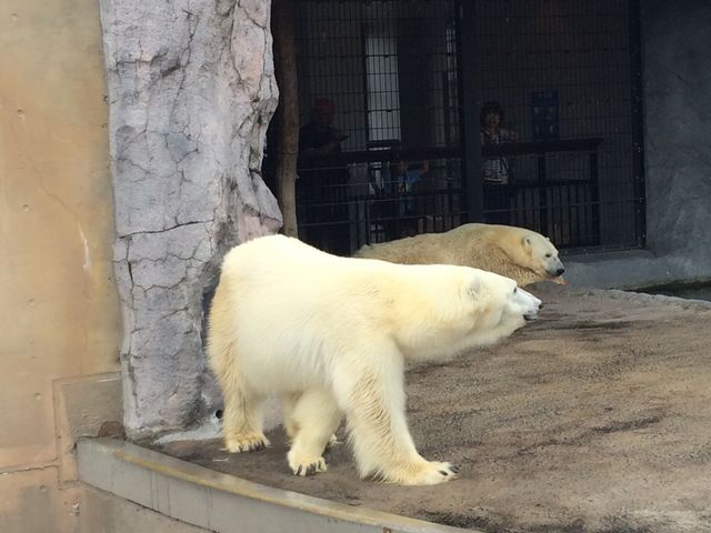 �z�b�L���N�O�}_���R������