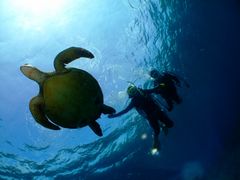 Ƃ񂳂DIVE LIFE OKINAWAւ̓eʐ^1