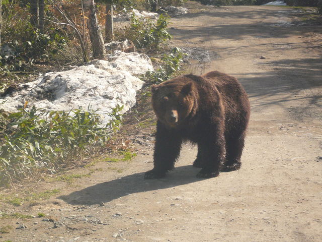 ���ܖq��ƈႢ�Q��Ă܂���^^_�T�z�����]�[�g�@�x�A�E�}�E���e��