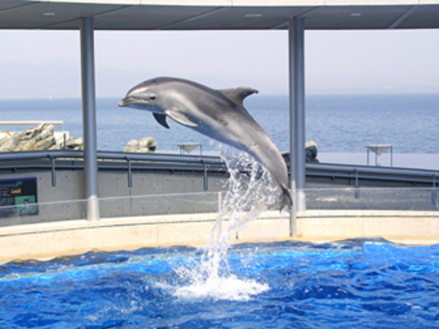 大分マリーンパレス水族館「うみたまご」】アクセス・営業時間・料金情報 - じゃらんnet