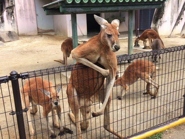 東山動植物園 アクセス 営業時間 料金情報 じゃらんnet