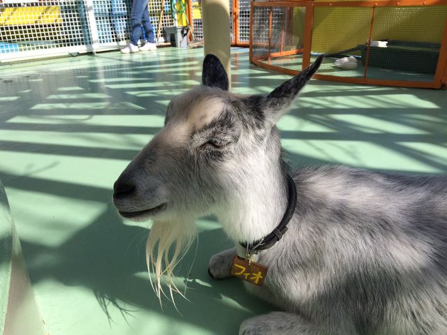 �s�D����