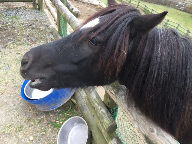 �m�[�X���B���b�W���̔n(�E�ցE)�m_������܃t�@�[�}�[�Y�E�}�[�P�b�g�@�m�[�X���B���b�W