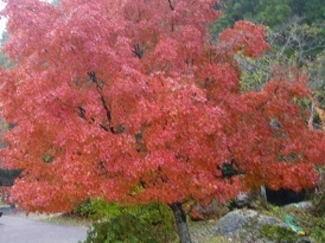 ߋT|~̂k̍gt̓eʐ^1