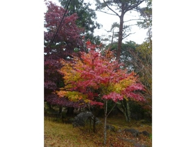 �ԁA���A��{�̖؂̃O���f�[�V�����A�u���{�[�I_���k�̍g�t