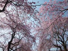 むぅさんの京都府緑化センターのしだれ桜の投稿写真1