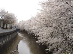 石神井公園の桜 アクセス 営業時間 料金情報 じゃらんnet