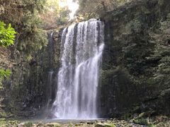 日本三代桜滝桜の大正時代の写真 置物