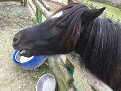 񂳂̂܃t@[}[YE}[Pbg@m[XBbWւ̓eʐ^1