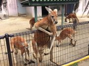 ��������̓��R���A�����̓��e�ʐ^1