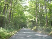 hiro̎O}ʂ̃J}c؂̓eʐ^1