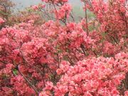 񂿂񂳂̊R̃ccW̓eʐ^1