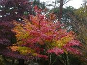 ߋT|~̂k̍gt̓eʐ^4