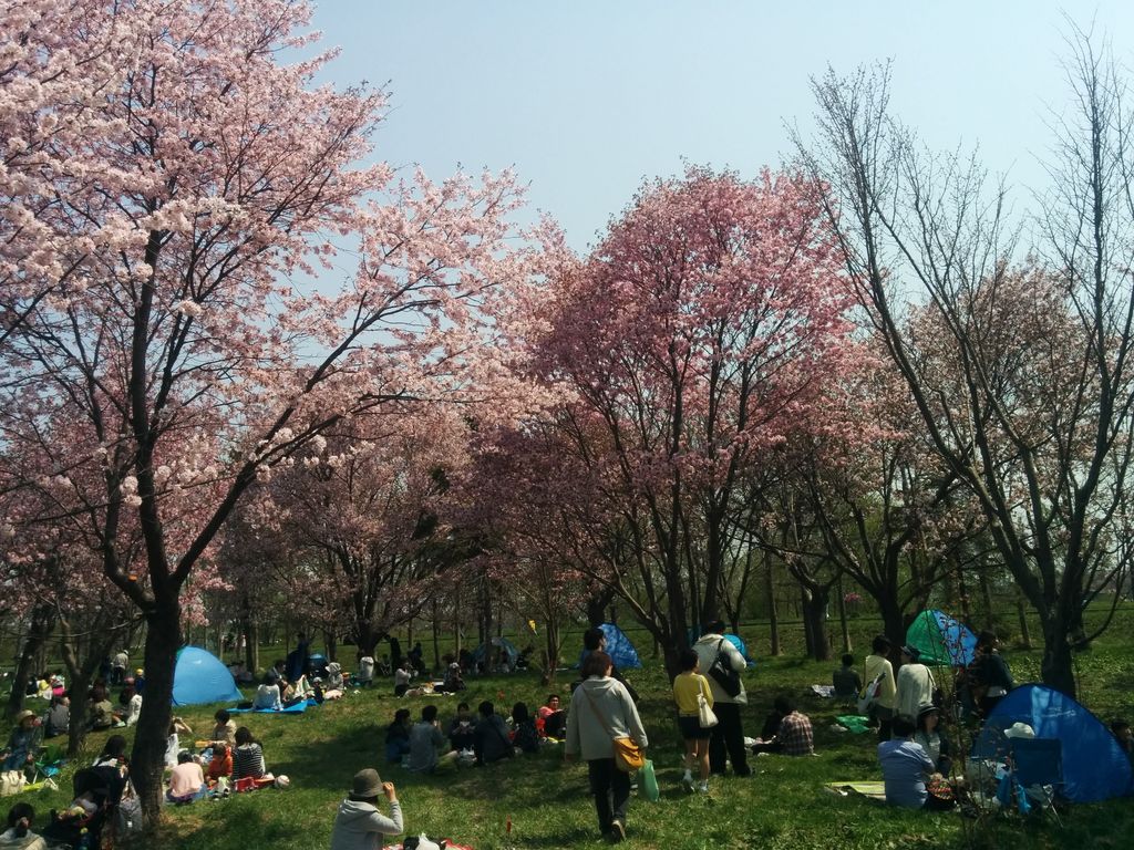 北海道の桜 芝桜の名所27選 桜の開花見頃予想も 春のお花見に じゃらんニュース