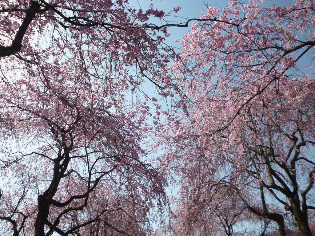 京都府緑化センターのしだれ桜