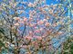 Happyさんの伊豆高原の桜並木の投稿写真1