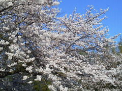 komo����̏�՗��j�����ւ̓��e�ʐ^1