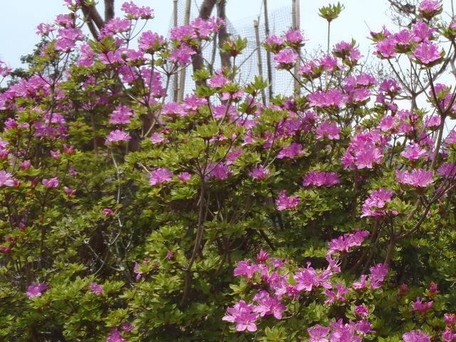 �������ꂢ�B���̎��͂܂��������������B_���т̍���