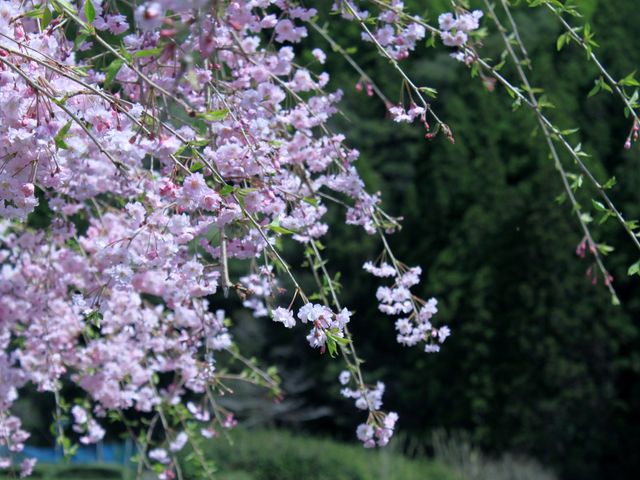 ���̎}�����_���m������