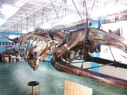 �Ђ낿��񂳂�̉_���C������̓��e�ʐ^1