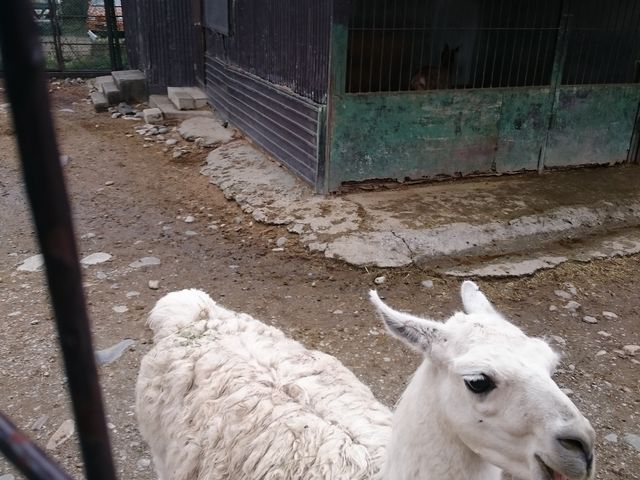 �a�����炢�ɑ����Ă܂��B_�ߐ{�T�t�@���p�[�N