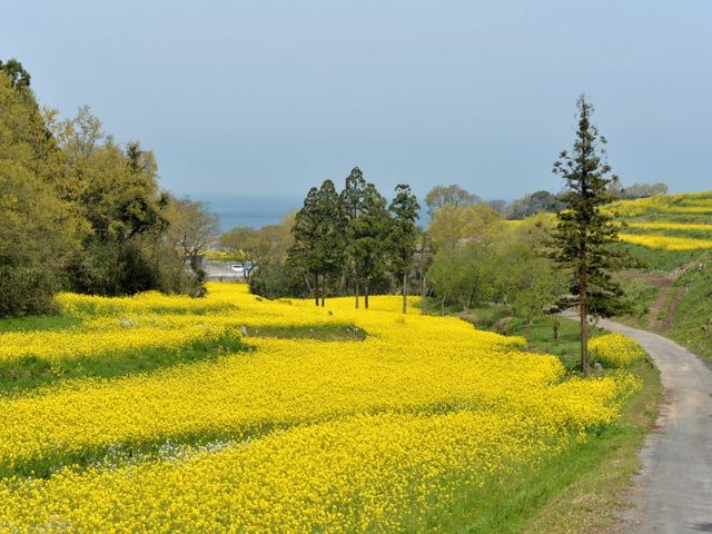 @̍؂̉_@i啪L㍂csj