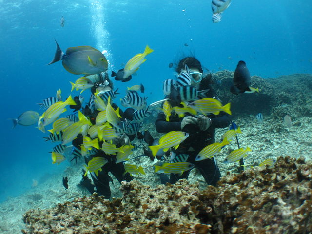 ���������ς�_�{�C�X�v���X