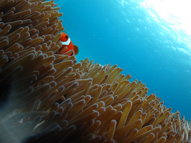 �j���`�`�`_�{�C�X�v���X