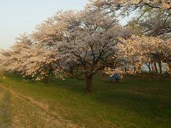 宇蘭さんの雫石川園地の桜への投稿写真1