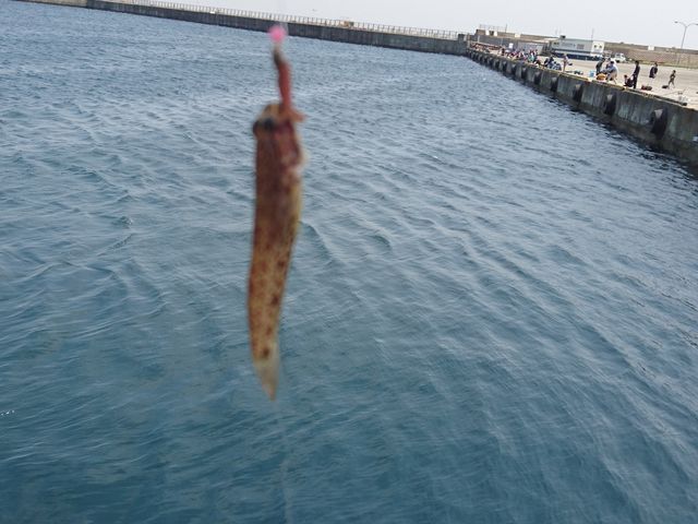 �މʂ̓C�}�C�`�ł����c
���̕��͈����������ނ�Ă��܂���_�t�B�b�V���O�V���b�v�T����