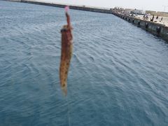 pÕtBbVOVbvTւ̓eʐ^1