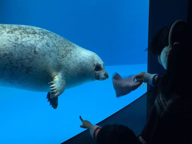 【男鹿水族館GAO】アクセス・営業時間・料金情報 - じゃらんnet