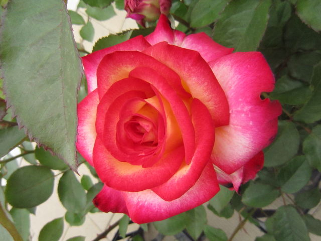 �K�N_�����Ƃ҂��H��