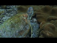 TeBaquastyleւ̓eʐ^1