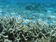 q񂳂̌ÍԖr[`̓eʐ^1