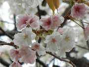 �W���j�[����̃q���V�}�G�o���}�U�N���̓��e�ʐ^1