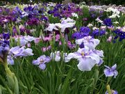 neko܂̖x؏Ҋ̓eʐ^2