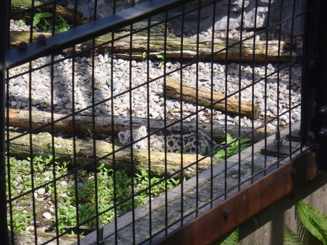 ���R������