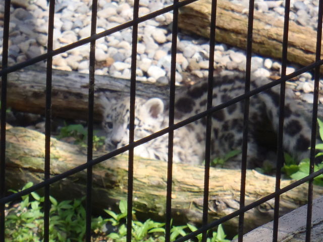 ���R������