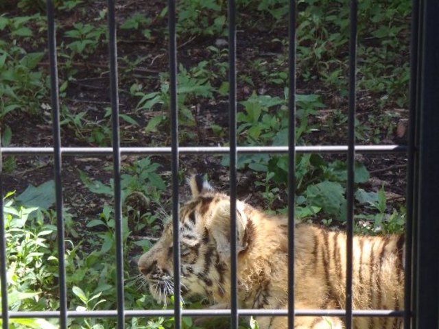 ���R������